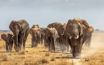 Penelitian Terbaru , Gajah Ternyata Sebut Nama Saat Panggil Sesamanya